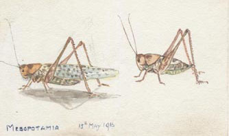 John Douglas Hume's drawings of foreign insects. National Records of Scotland reference: GD486/107