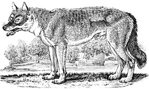 Keeping The Wolf From The Door