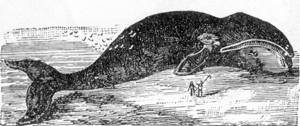 The image shows an engraving of a dead whale.